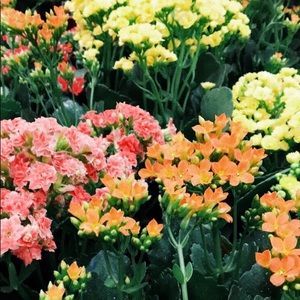 Meet your Posher, Leslie